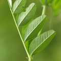 Vicia sepium var. sepium (Almindelig Gærde-Vikke)