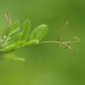 Vicia sepium var. sepium (Almindelig Gærde-Vikke)