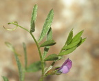 Vicia tetrasperma (Tadder-vikke)
