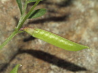 Vicia tetrasperma (Tadder-vikke)