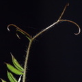 Vicia villosa ssp. villosa (sand-vikke)