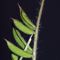 Vicia villosa ssp. villosa (sand-vikke)