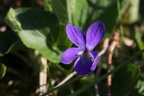 Viola hirta (Håret viol)