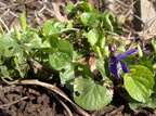 Viola odorata (Marts-viol)
