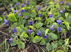 Viola odorata (Marts-viol)
