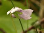 Viola palustris (Eng-viol)