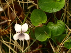 Viola palustris (Eng-viol)
