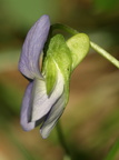 Viola persicifolia (Rank viol)