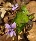 Viola reichenbachiana (Skov-viol)