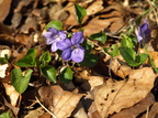 Viola riviniana (Krat-viol)
