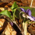 Viola riviniana (Krat-viol)