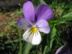 Viola tricolor spp. tricolor (Almindelig stedmoderblomst)