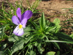 Viola tricolor spp. tricolor (Almindelig stedmoderblomst)