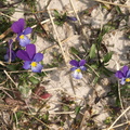 Viola_tricolor_ssp__curtisii_Klit-Stedmoderblomst_25042010_Nymindegab_001.JPG