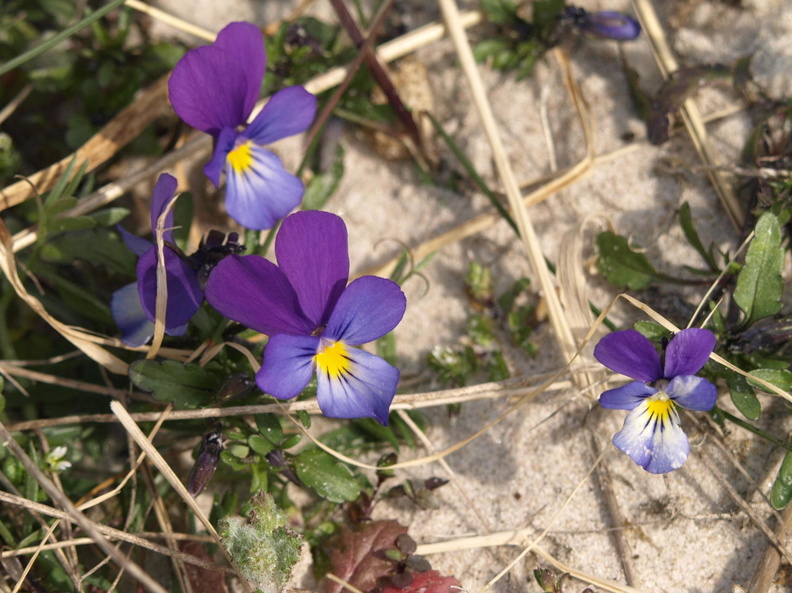 Viola_tricolor_ssp__curtisii_Klit-Stedmoderblomst_25042010_Nymindegab_002.JPG