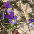 Viola_tricolor_ssp__curtisii_Klit-Stedmoderblomst_25042010_Nymindegab_002.JPG