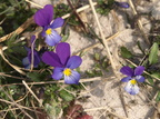Viola tricolor ssp. curtisii (Klit-Stedmoderblomst)