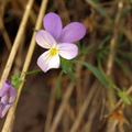 Viola tricolor ssp. curtisii (Klit-stedmoderblomst)