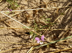 Viola tricolor ssp. curtisii (Klit-stedmoderblomst)