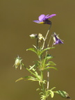 Viola tricolor ssp. tricolor (Almindelig Stedmoderblomst)