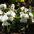 Viola x wittrockiana (Have-stedmoderblomst)