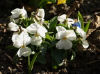 Viola x wittrockiana (Have-stedmoderblomst)