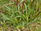 Viscaria vulgaris (Tjærenellike)