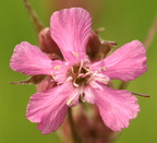 Viscaria vulgaris (tjærenellike)