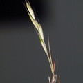 Vulpia bromoides (Langstakket væselhale)