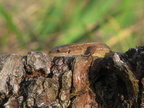Skovfirben, Almindeligt firben (Zootoca vivipara)
