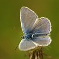 Almindelig blåfugl (Polyommatus icarus)