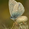 Almindelig blåfugl (Polyommatus icarus)