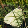 Citronsommerfugl (Gonepteryx rhamni)