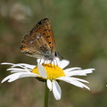 Dukatsommerfugl (Lycaena virgaureae)