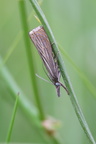 Have-græsmøl (Chrysoteuchia culmella)