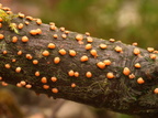Almindelig Cinnobersvamp (Nectria cinnabarina)