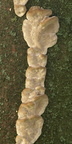 Bæltet læderporesvamp (Trametes ochracea)