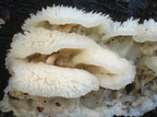 Bævrende åresvamp (Phlebia tremellosa)