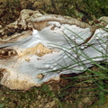 Flad Lakporesvamp (Ganoderma lipsiense)
