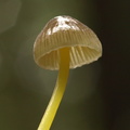 Gulstokket Huesvamp (Mycena epipterygia)