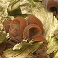 Judasøre (Auricularia auricula-judae)