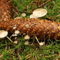 Koglebruskhat (Baeospora myosura)