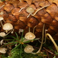 Koglebruskhat (Baeospora myosura)