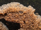 Stråle-Åresvamp (Phlebia radiata)