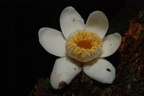 Blomst fra Amazon regnskoven