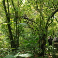 Amazon regnskoven