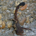 Skorpion (Scorpionida)