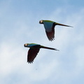 Ara Severa (Chestnut-fronted Macaw)