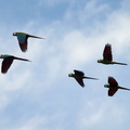 Ara Severa (Chestnut-fronted Macaw)