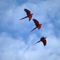 Ara macao (Scarlet Macaw, Lyserød Ara)